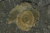 Dactylioceras Ammonite Cluster - Posidonia Shale, Germany #180325-1